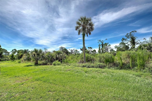 view of local wilderness