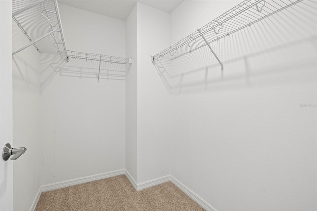 walk in closet featuring carpet flooring