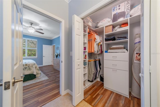 spacious closet featuring light wood-type flooring and a ceiling fan