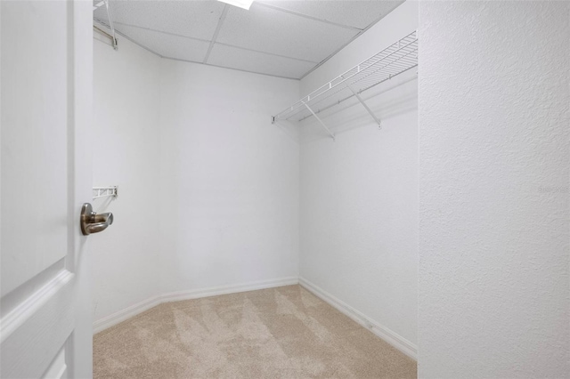 spacious closet with carpet flooring and a drop ceiling