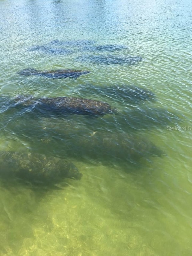2542 Cortenova Ct, Venice, FL 34292 - view of water feature