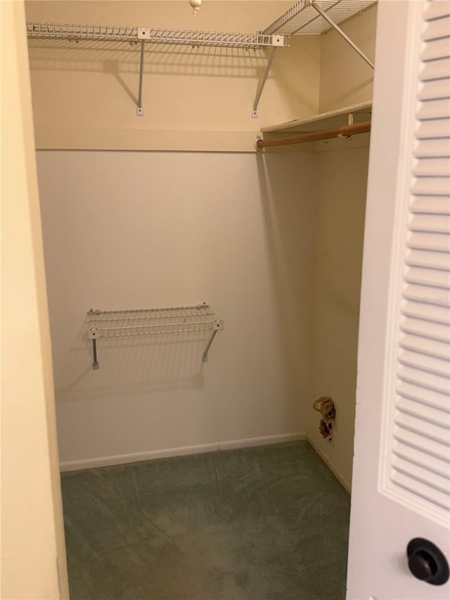 walk in closet featuring carpet flooring
