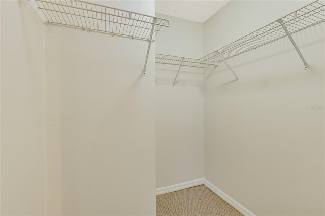 3851 Sterling Rd, Venice, FL 34293 - walk in closet with light carpet