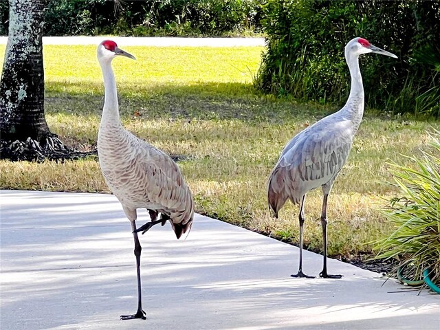 8209 Snowy Egret Pl, Bradenton, FL 34202 - exterior view
