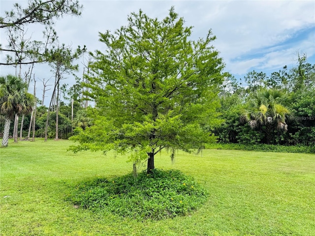 6522 Pimlico St, North Port, FL 34291 - view of green lawn