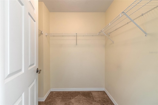 spacious closet with carpet flooring