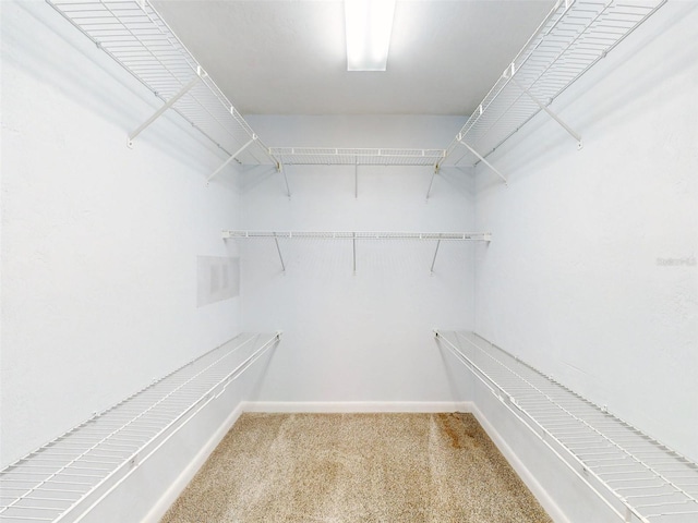 walk in closet featuring carpet floors