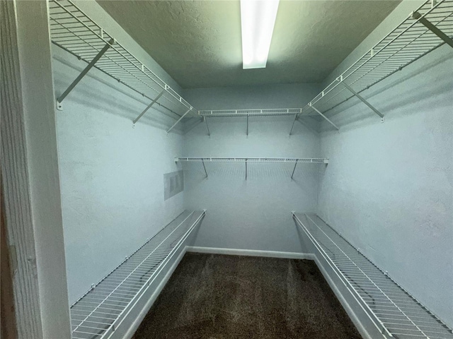 spacious closet featuring carpet flooring