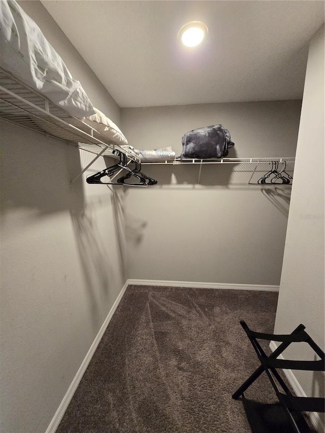 walk in closet featuring carpet