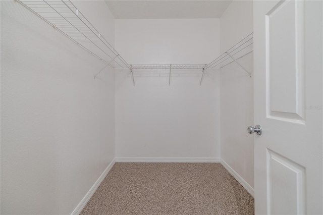 spacious closet with carpet