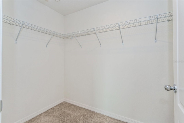 spacious closet featuring carpet floors