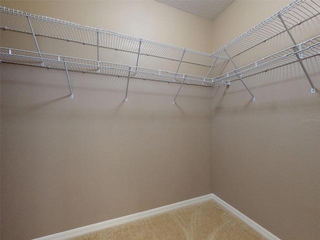 spacious closet featuring carpet