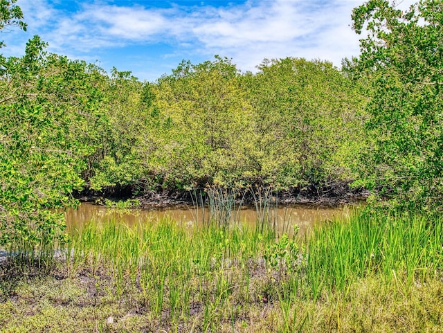 view of woods