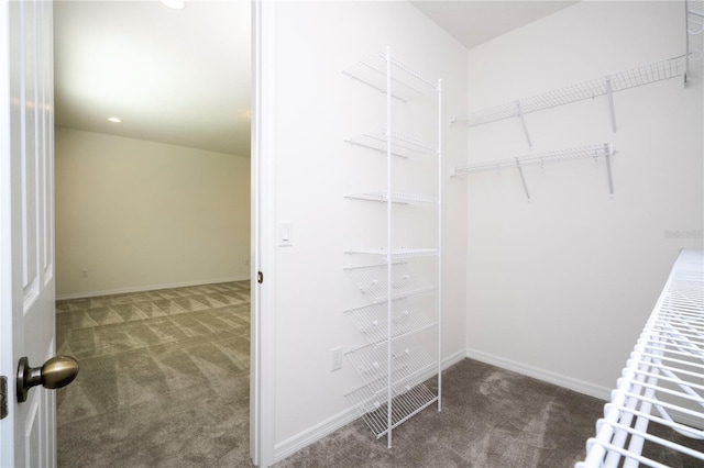 walk in closet with carpet flooring