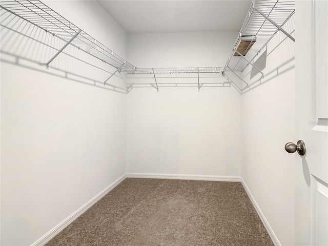 walk in closet with carpet flooring