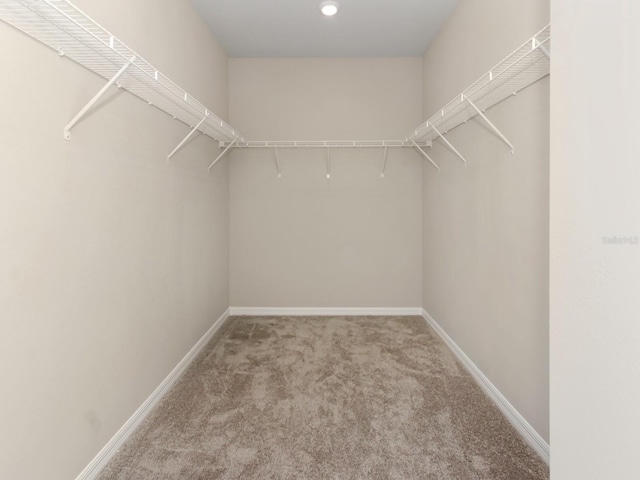 walk in closet with carpet flooring