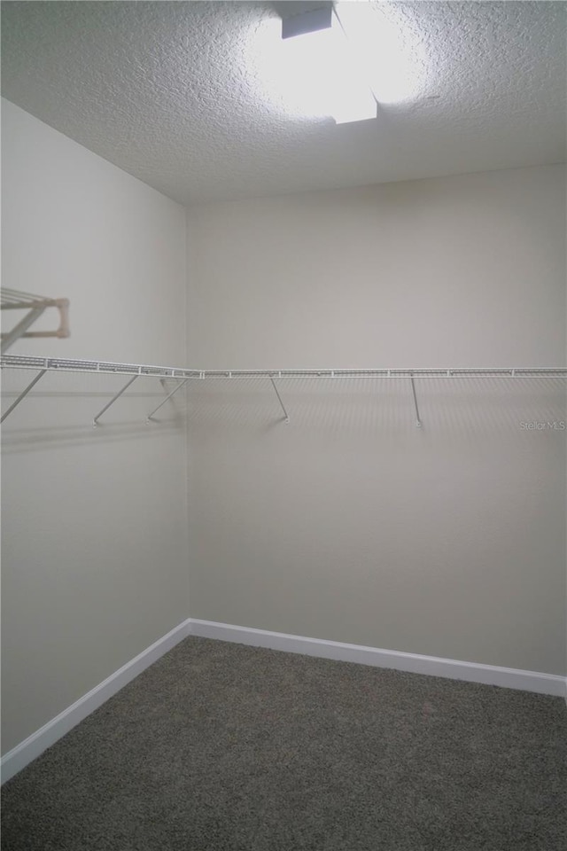 spacious closet featuring carpet