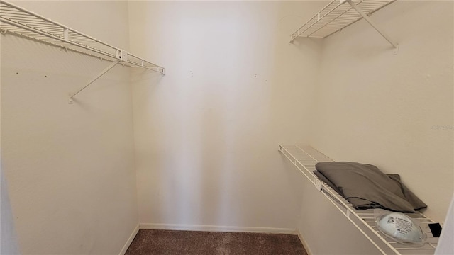 spacious closet featuring carpet floors