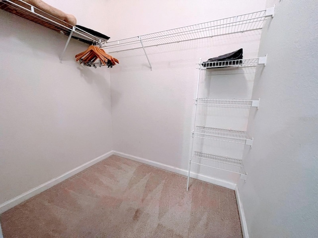 spacious closet featuring carpet