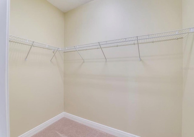 spacious closet featuring carpet flooring