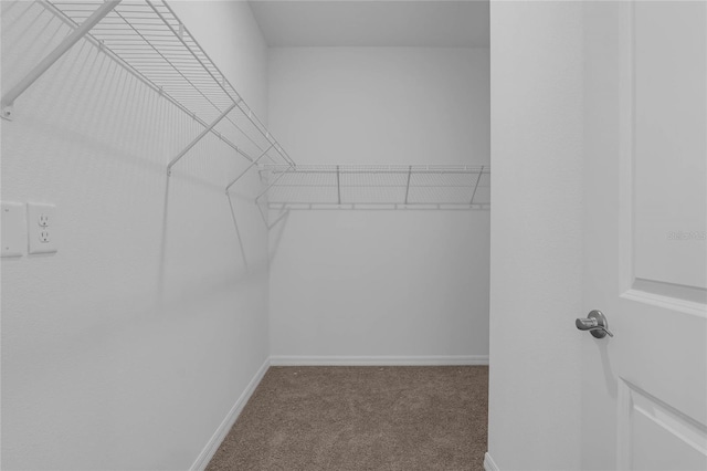 spacious closet featuring carpet flooring