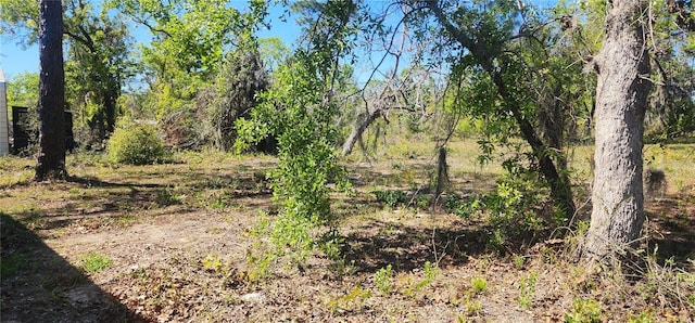 view of local wilderness