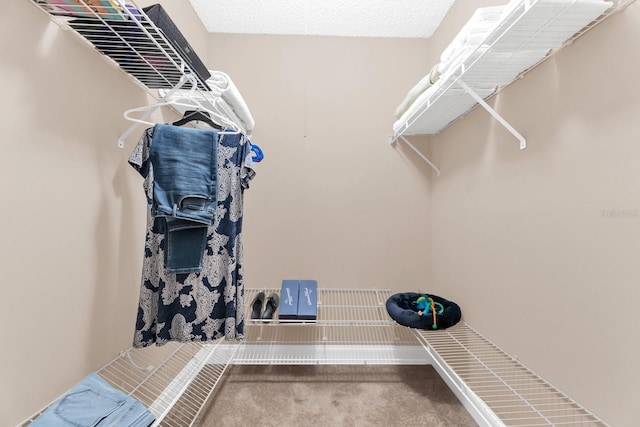 spacious closet featuring carpet floors