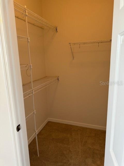 walk in closet featuring carpet flooring