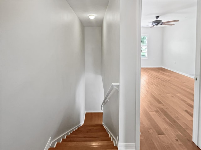 staircase featuring ceiling fan and light wood-type flooring