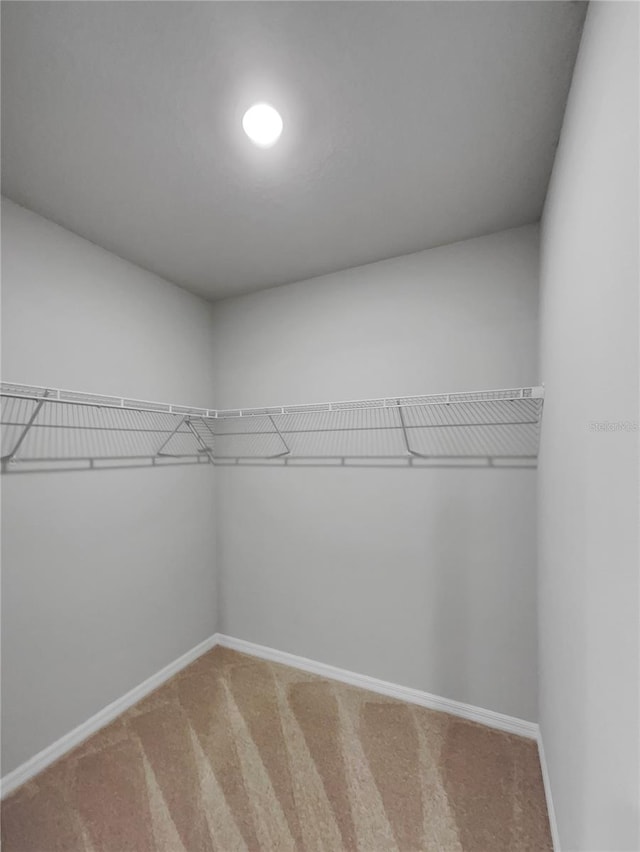 spacious closet featuring carpet floors