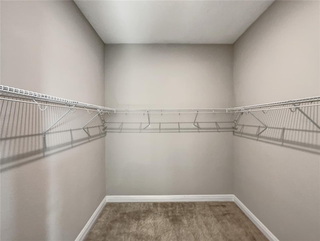 walk in closet with carpet floors