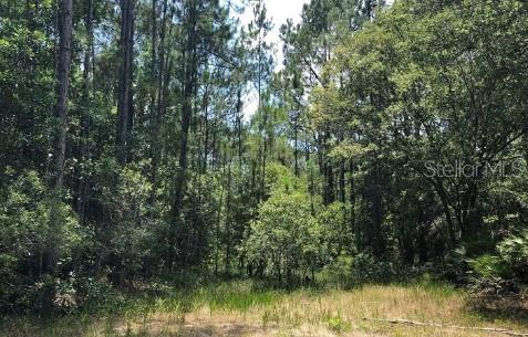 528 Palm Way, Georgetown FL, 32139 land for sale