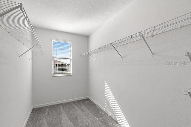 walk in closet featuring carpet flooring