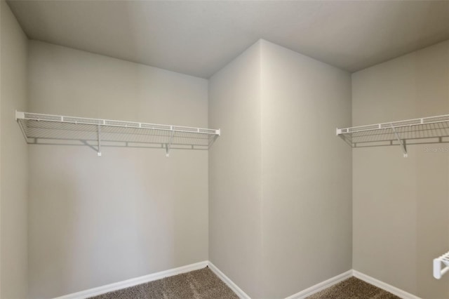 spacious closet featuring carpet