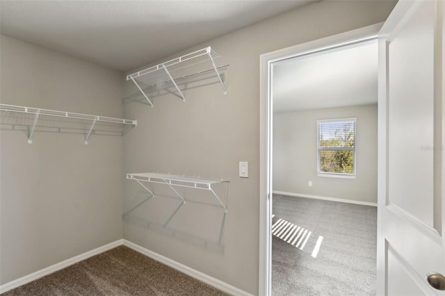 walk in closet featuring carpet floors