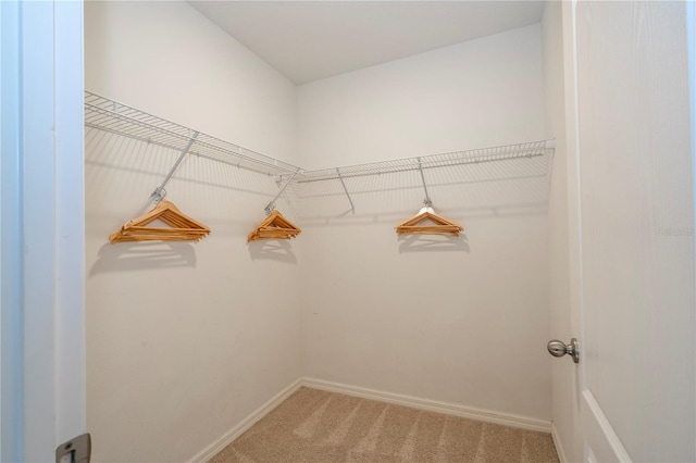 walk in closet with carpet floors