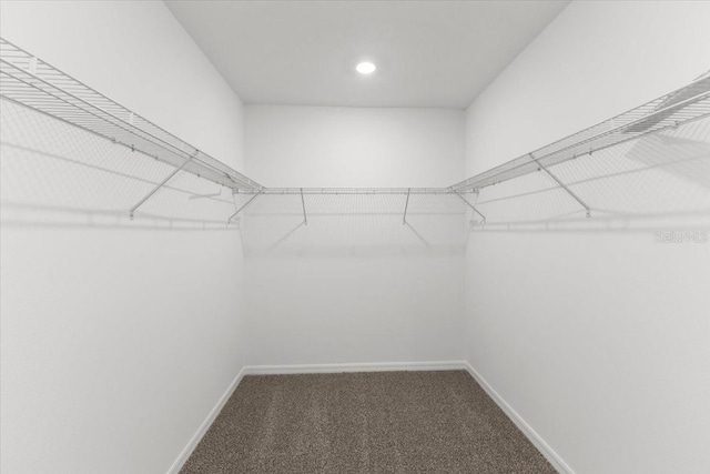 walk in closet with carpet floors