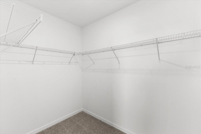 spacious closet with carpet flooring