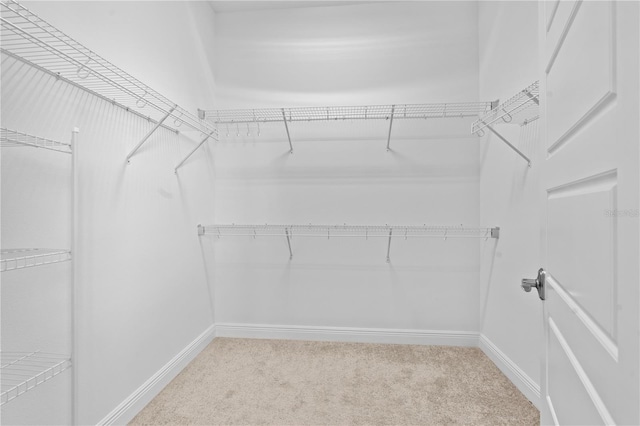 walk in closet featuring carpet