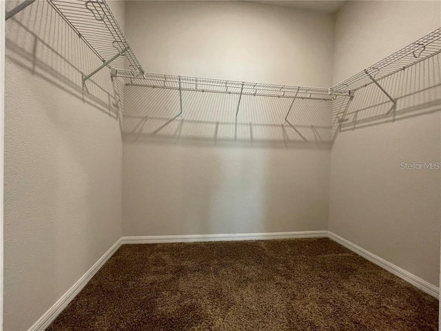 walk in closet featuring carpet flooring