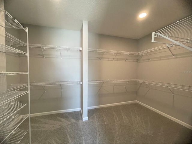 walk in closet with carpet floors