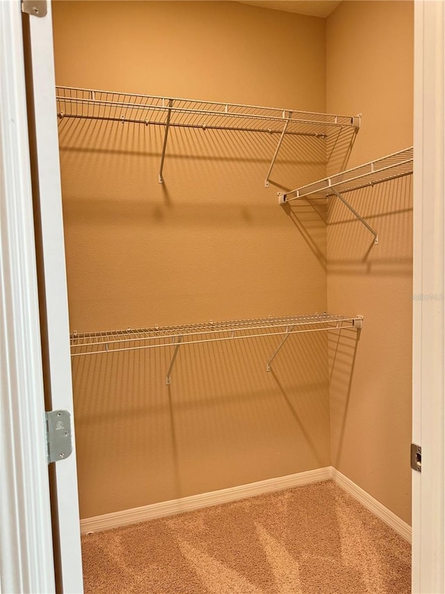 walk in closet featuring carpet floors