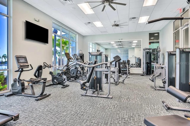 exercise room with a paneled ceiling, ceiling fan, carpet, and a wealth of natural light