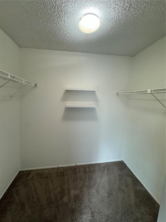 walk in closet featuring carpet flooring