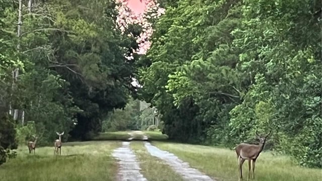 525 Gardenia Ave, Georgetown FL, 32139 land for sale