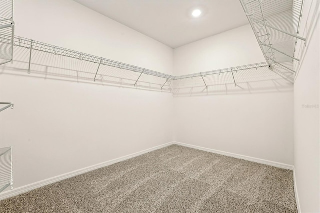 spacious closet featuring carpet