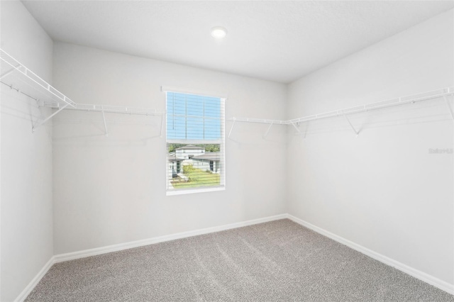 walk in closet featuring carpet flooring