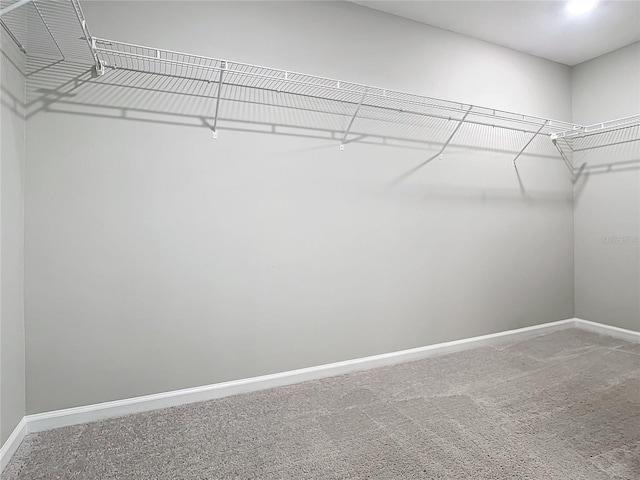 spacious closet with carpet flooring