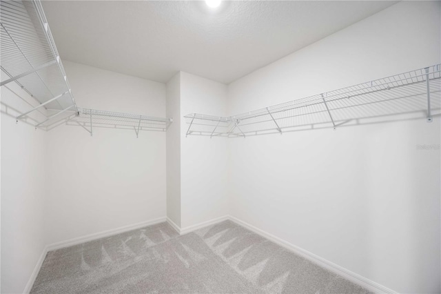 walk in closet with carpet floors