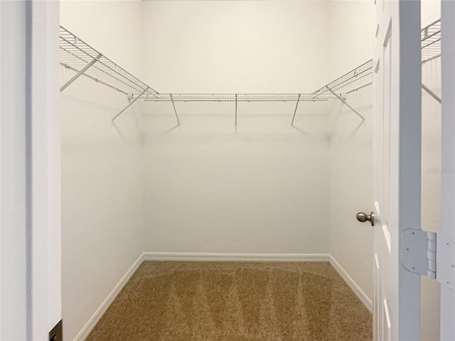 walk in closet with carpet flooring